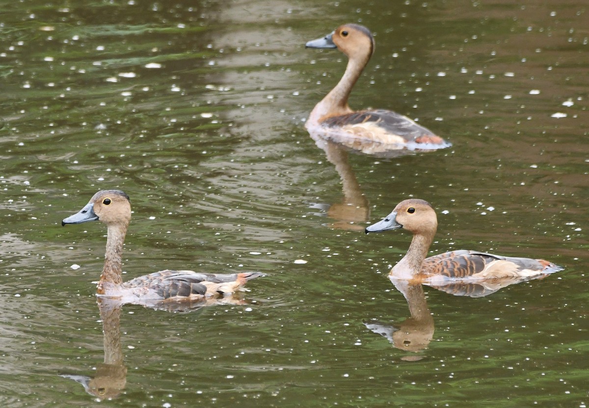 Lesser Whistling-Duck - ML620740552