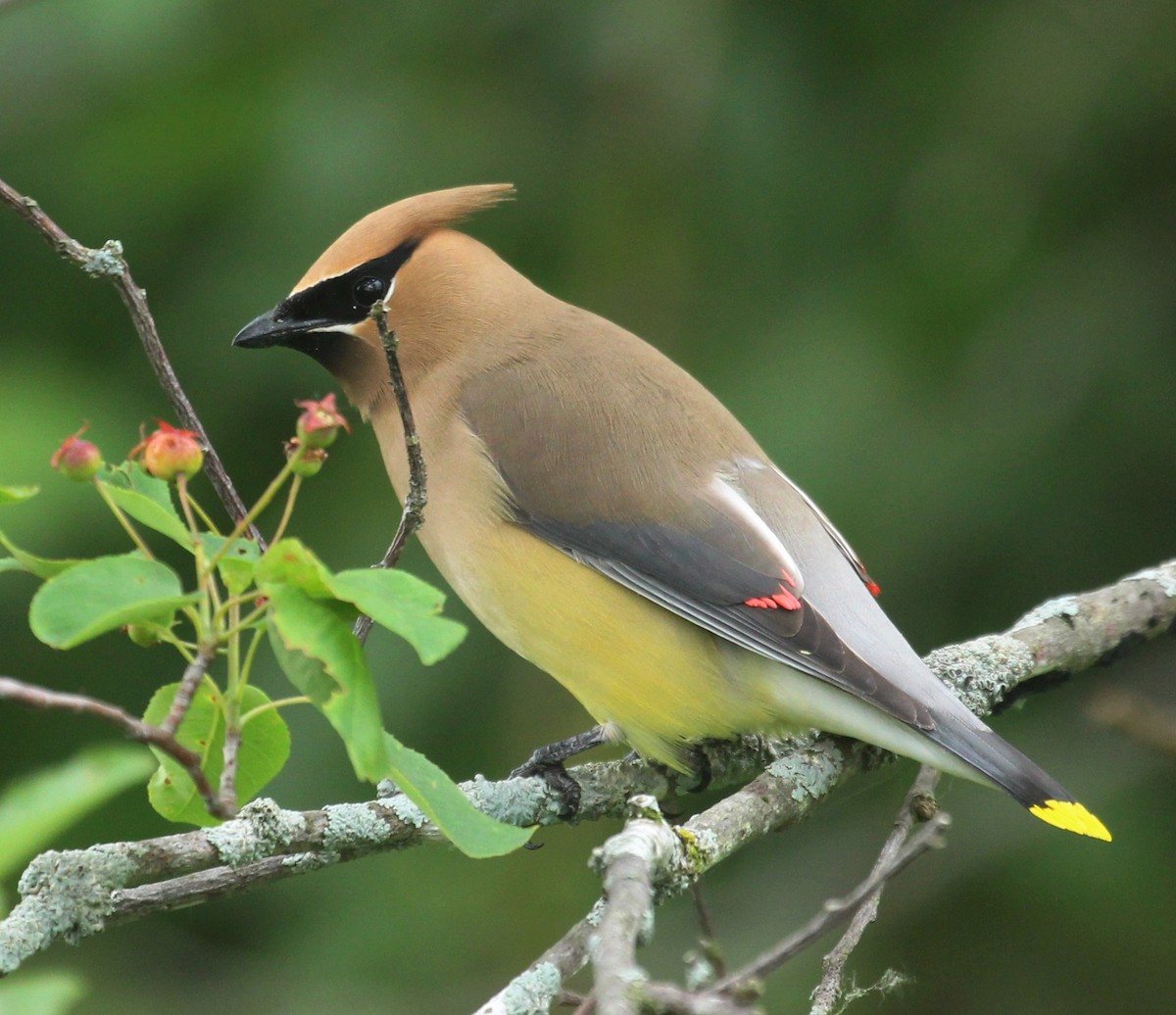 Cedar Waxwing - ML620740554