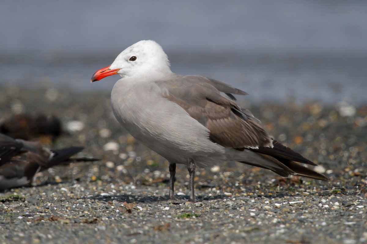 Heermann's Gull - ML620740557