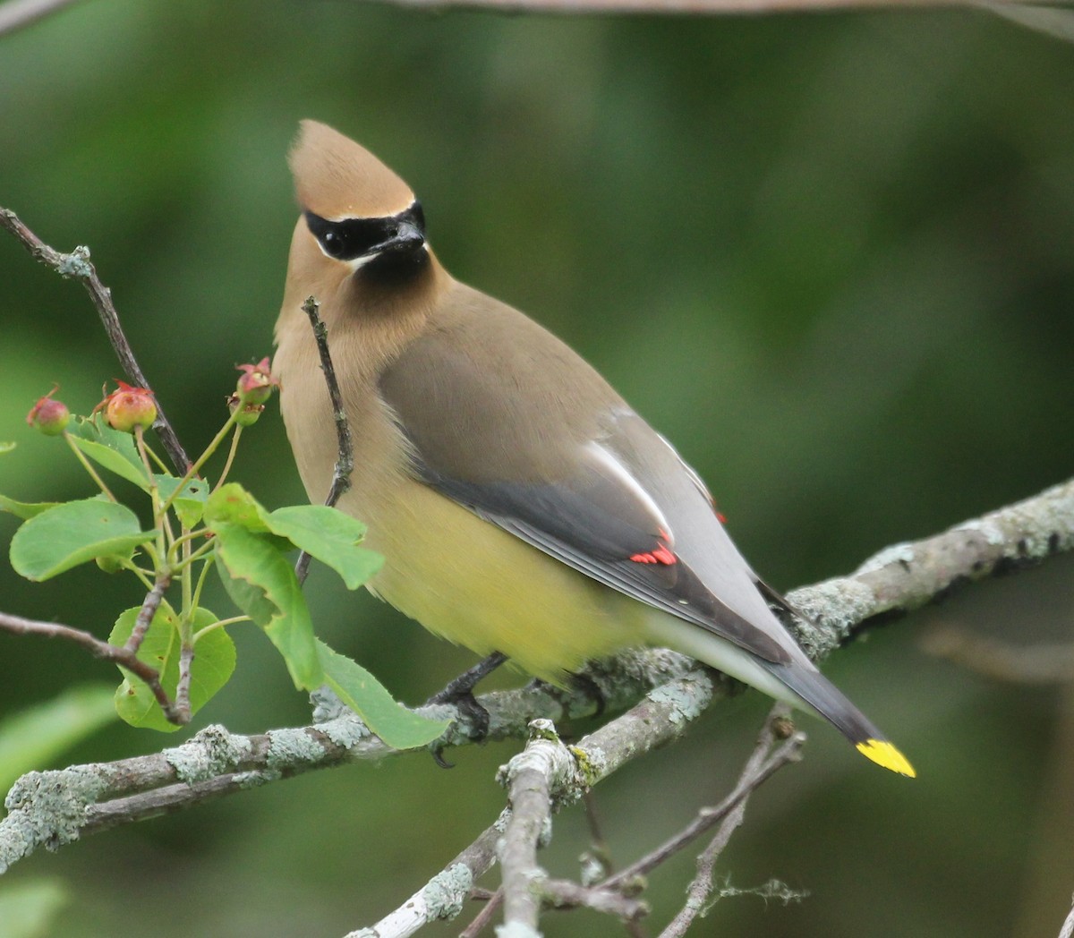 Cedar Waxwing - ML620740558