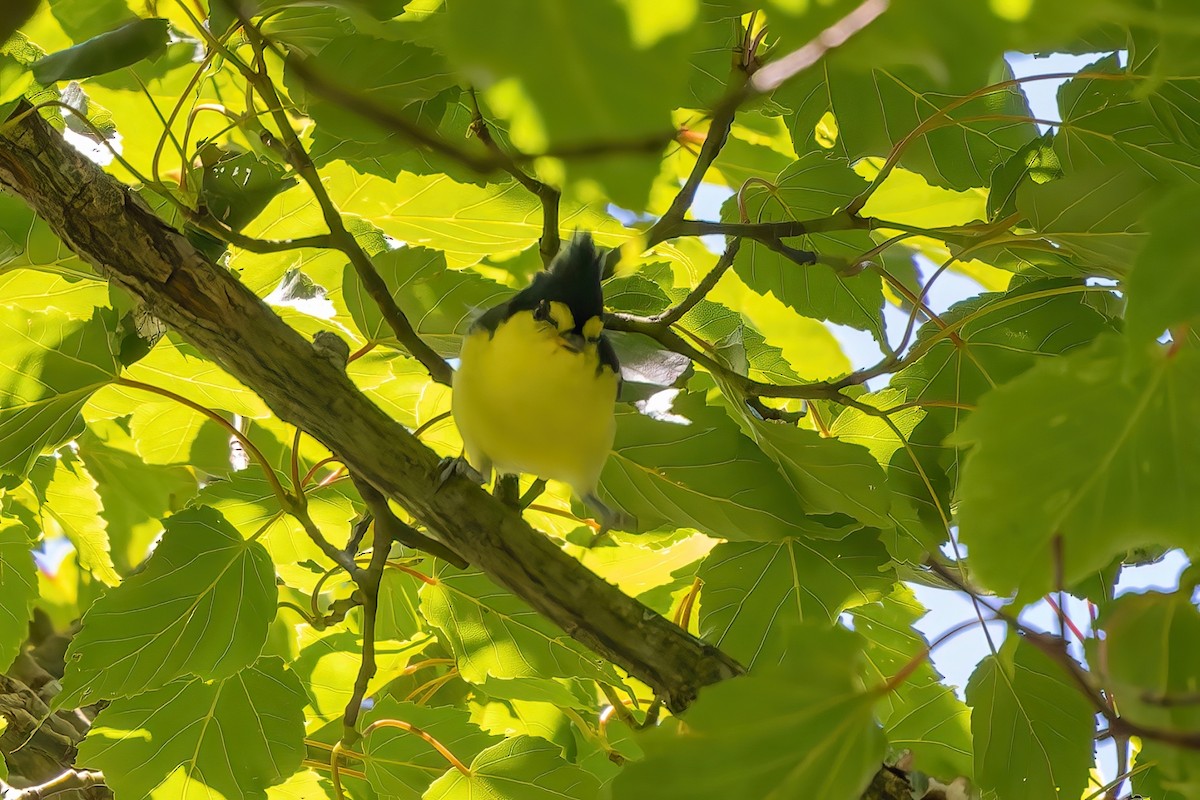 Taiwan Yellow Tit - 韋勳 陳