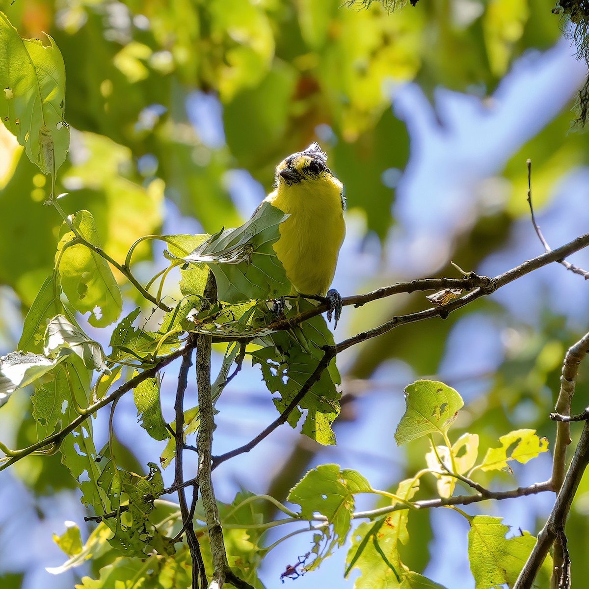 Taiwan Yellow Tit - ML620740565