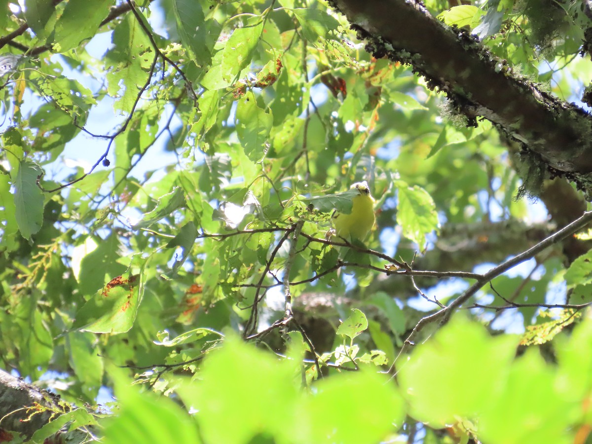 Taiwan Yellow Tit - ML620740566