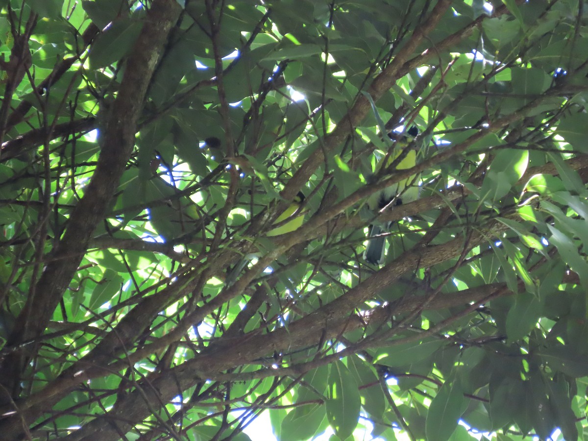 Taiwan Yellow Tit - ML620740569