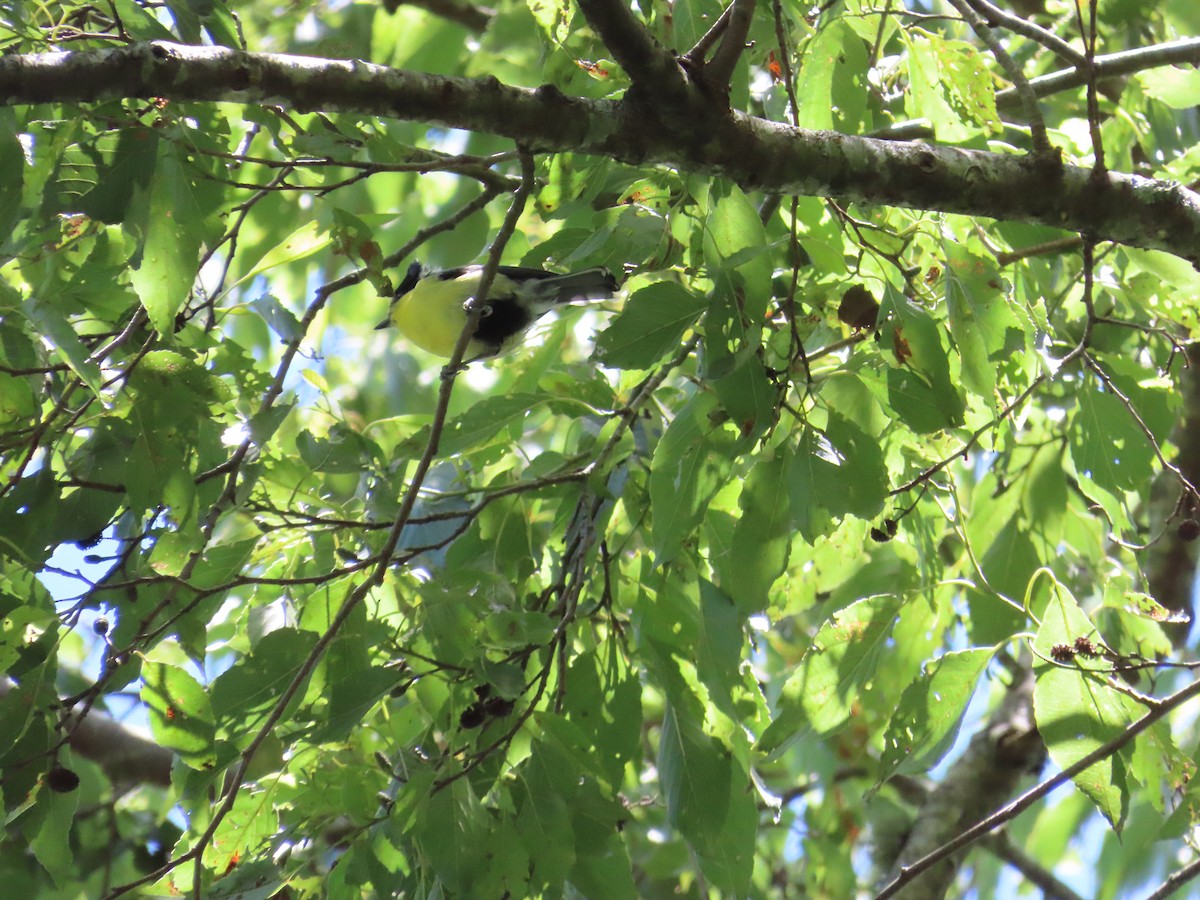 Taiwan Yellow Tit - ML620740570