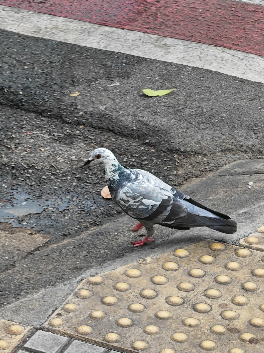 Rock Pigeon (Feral Pigeon) - ML620740571