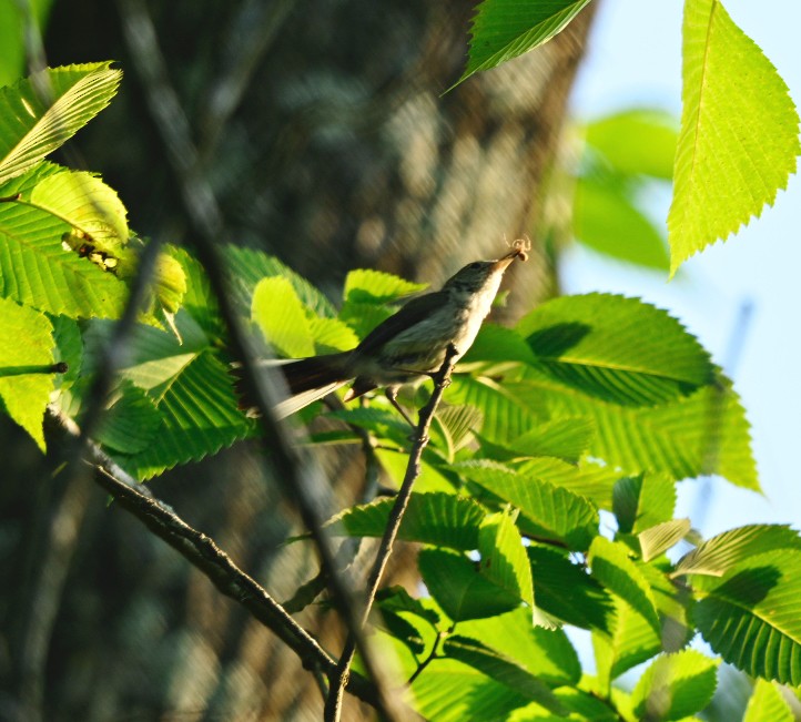 Blue-gray Gnatcatcher - ML620740580