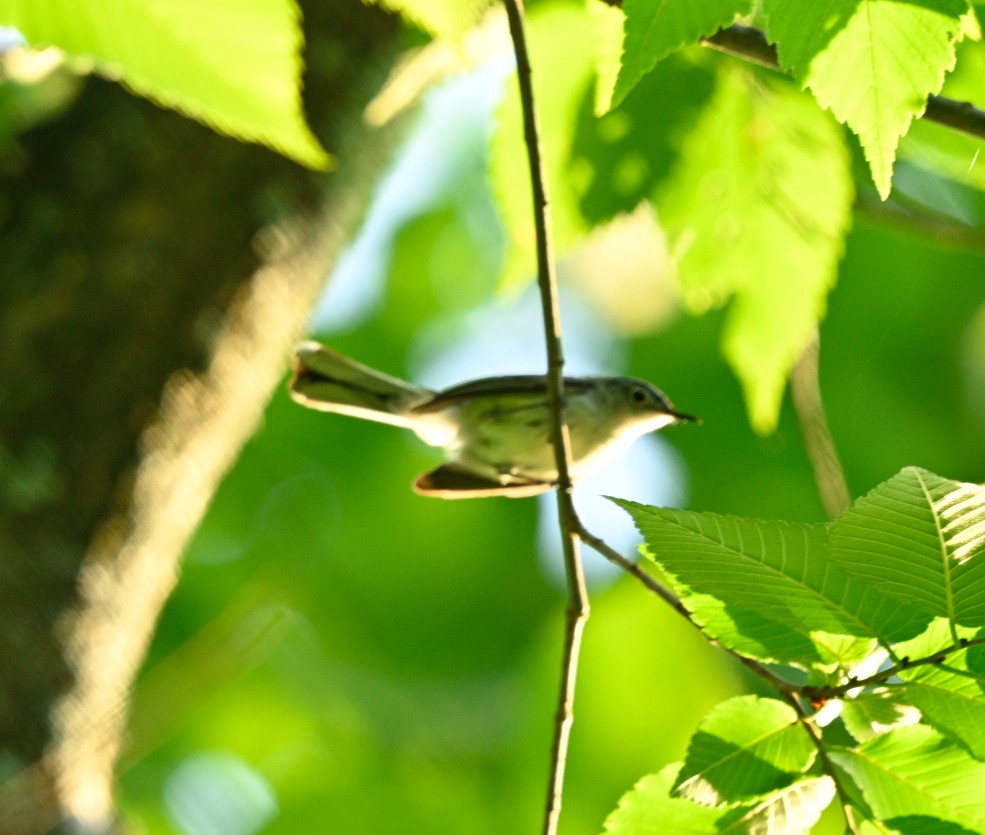 Blue-gray Gnatcatcher - Frank Wang