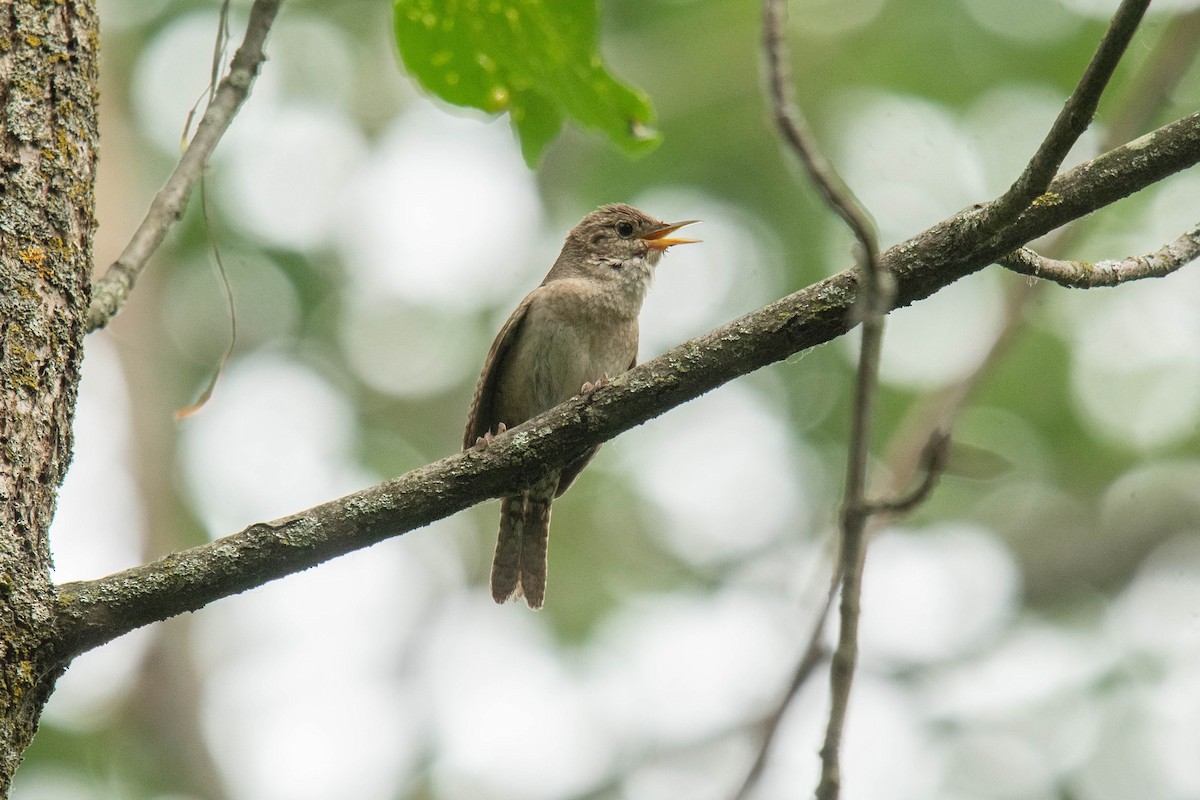 House Wren - ML620740585