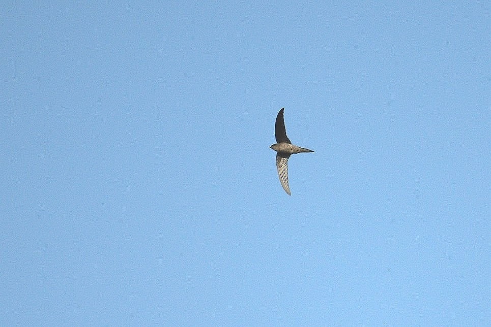 Asian Palm Swift - ML620740586