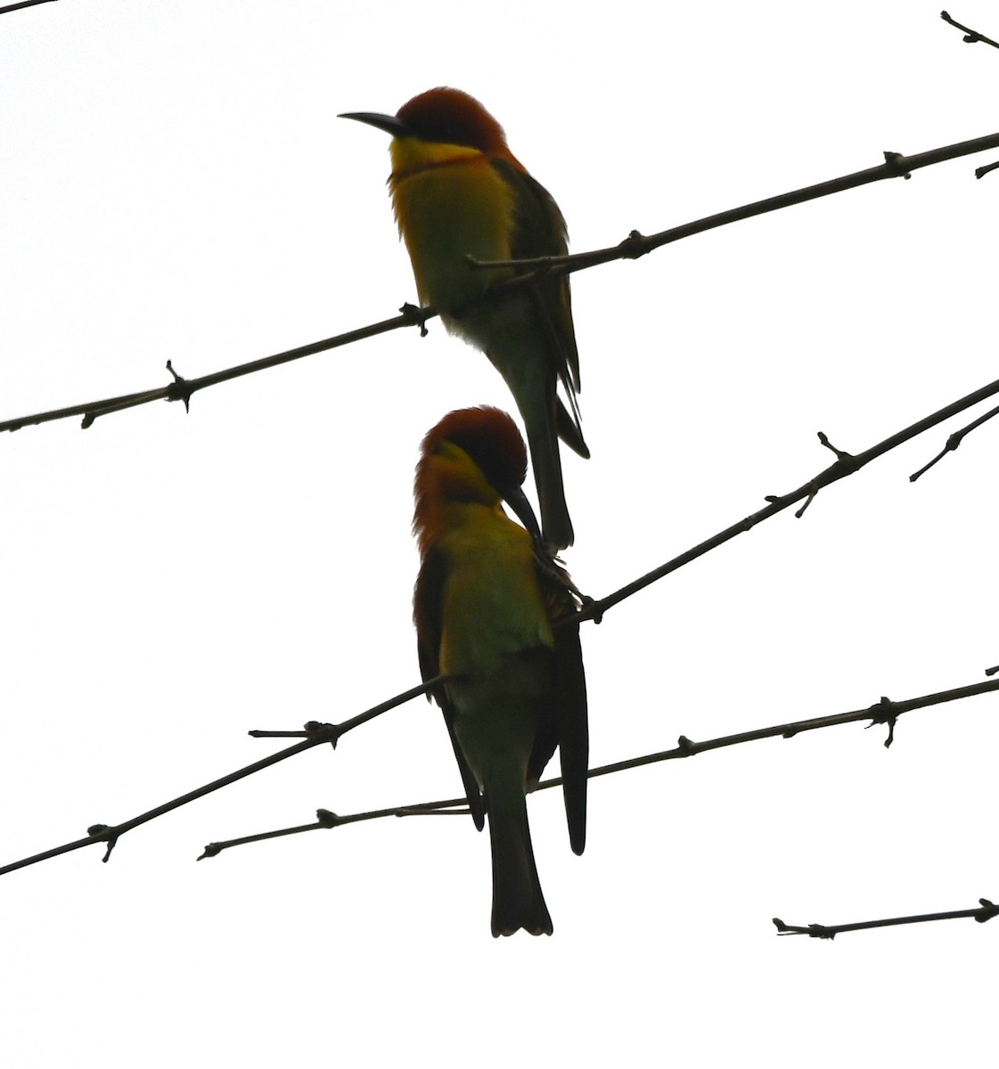 Chestnut-headed Bee-eater - Aishwarya Vijayakumar