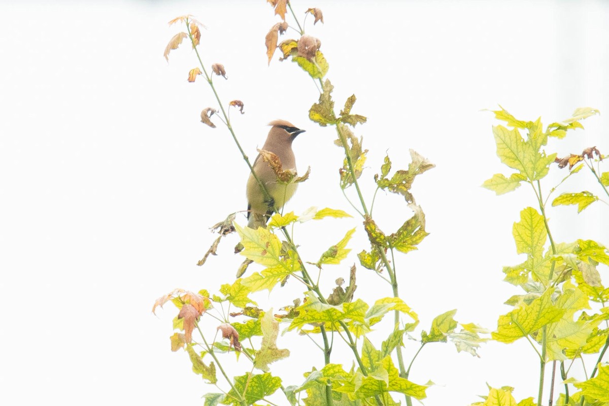 Cedar Waxwing - ML620740593