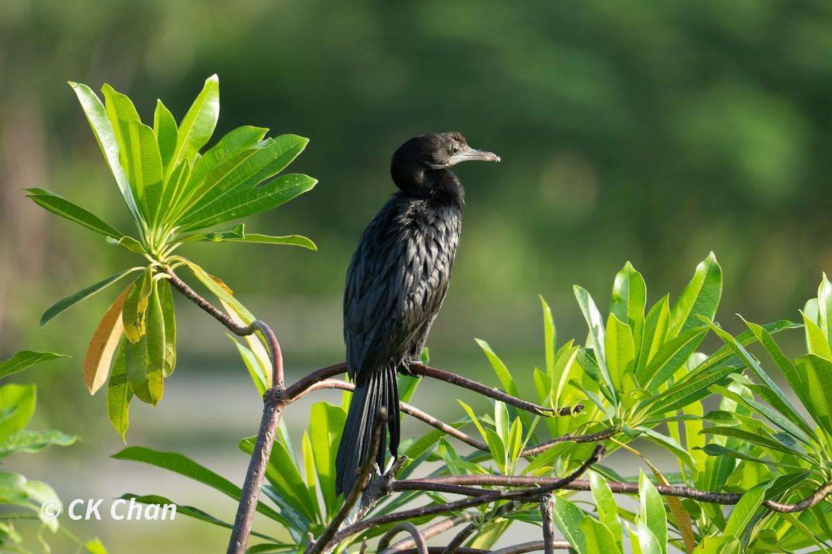 Little Cormorant - ML620740594