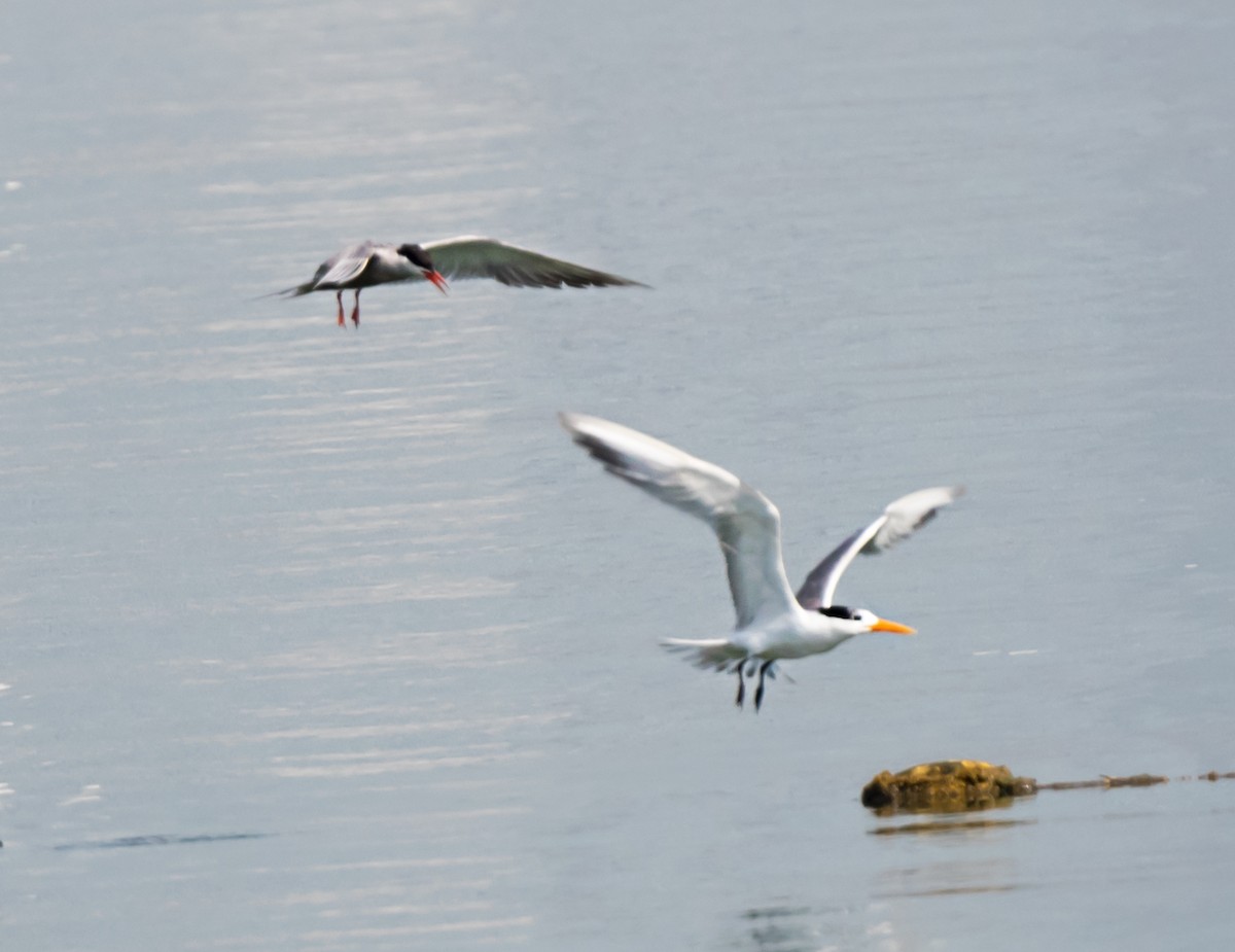 White-cheeked Tern - ML620740597