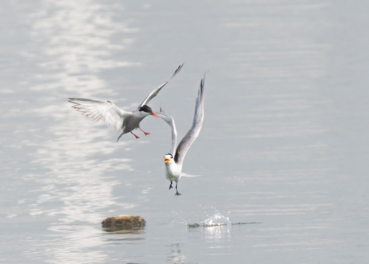 White-cheeked Tern - ML620740598