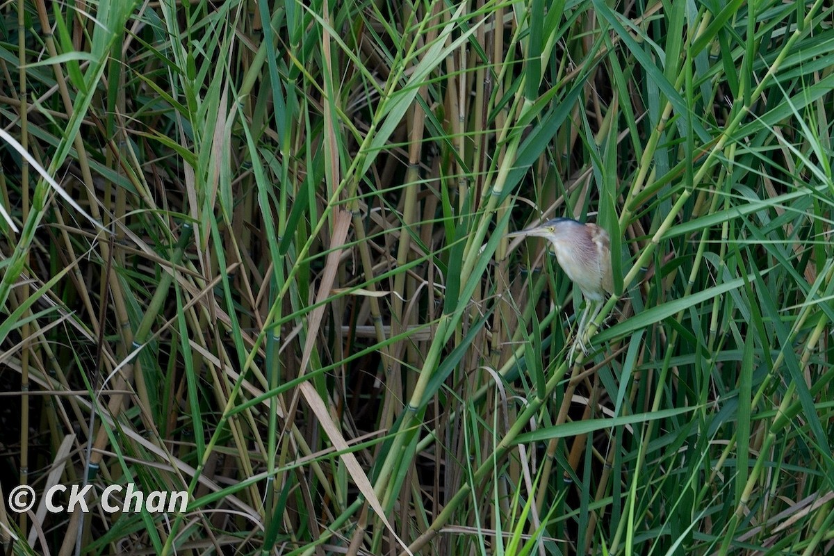 Yellow Bittern - ML620740599