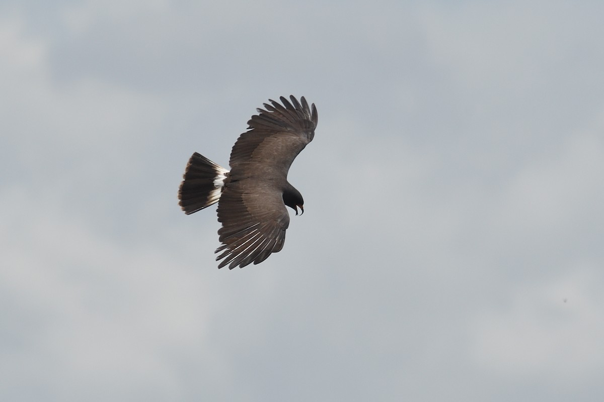 Snail Kite - ML620740601