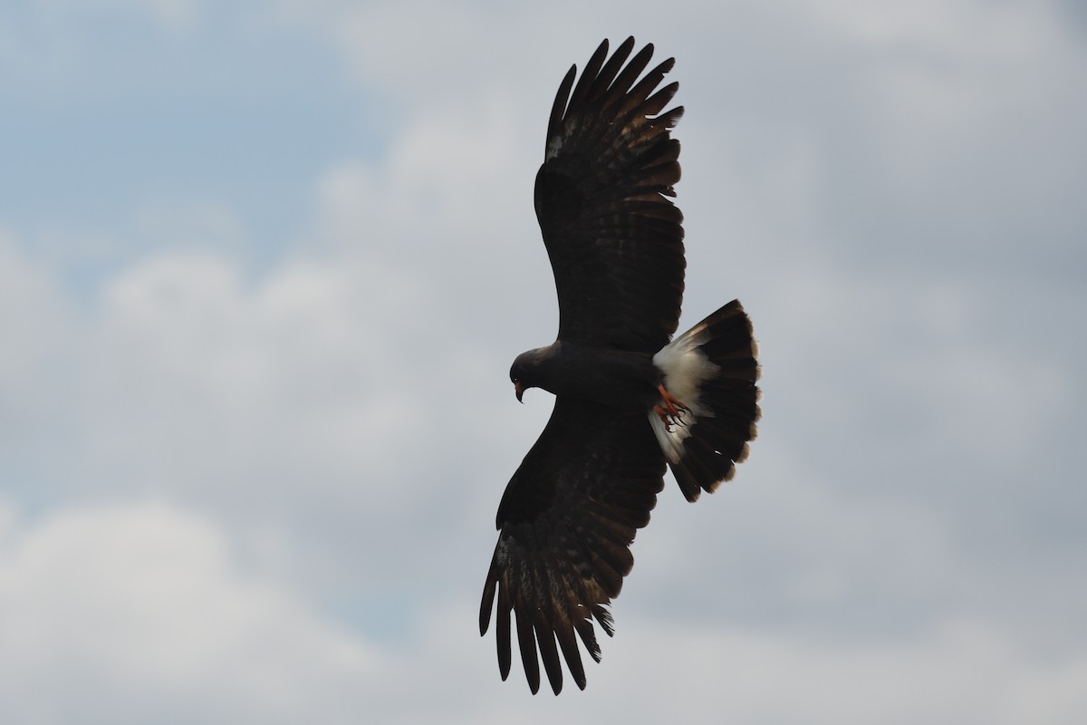 Snail Kite - ML620740603