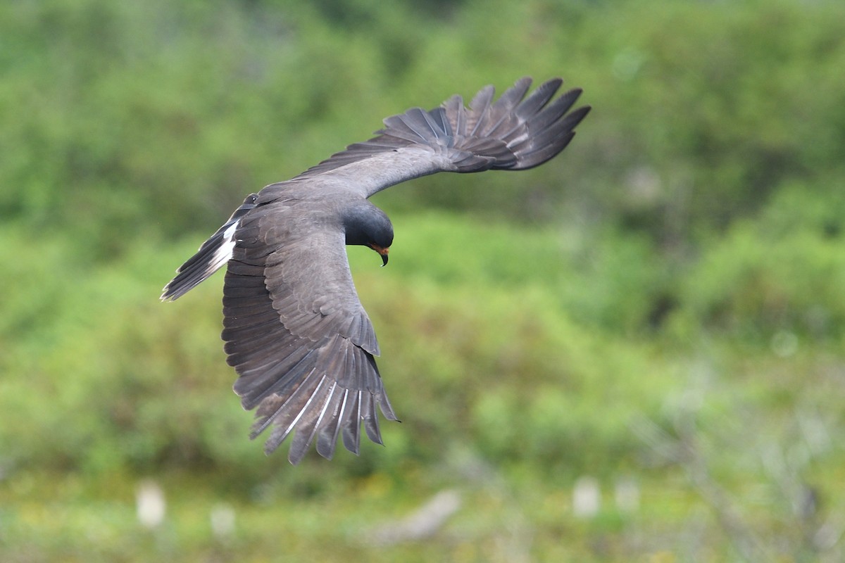 Snail Kite - ML620740605