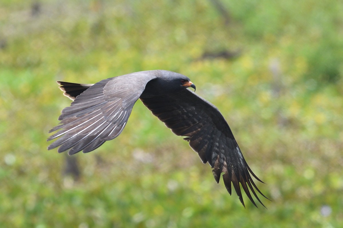 Snail Kite - Shane Carroll