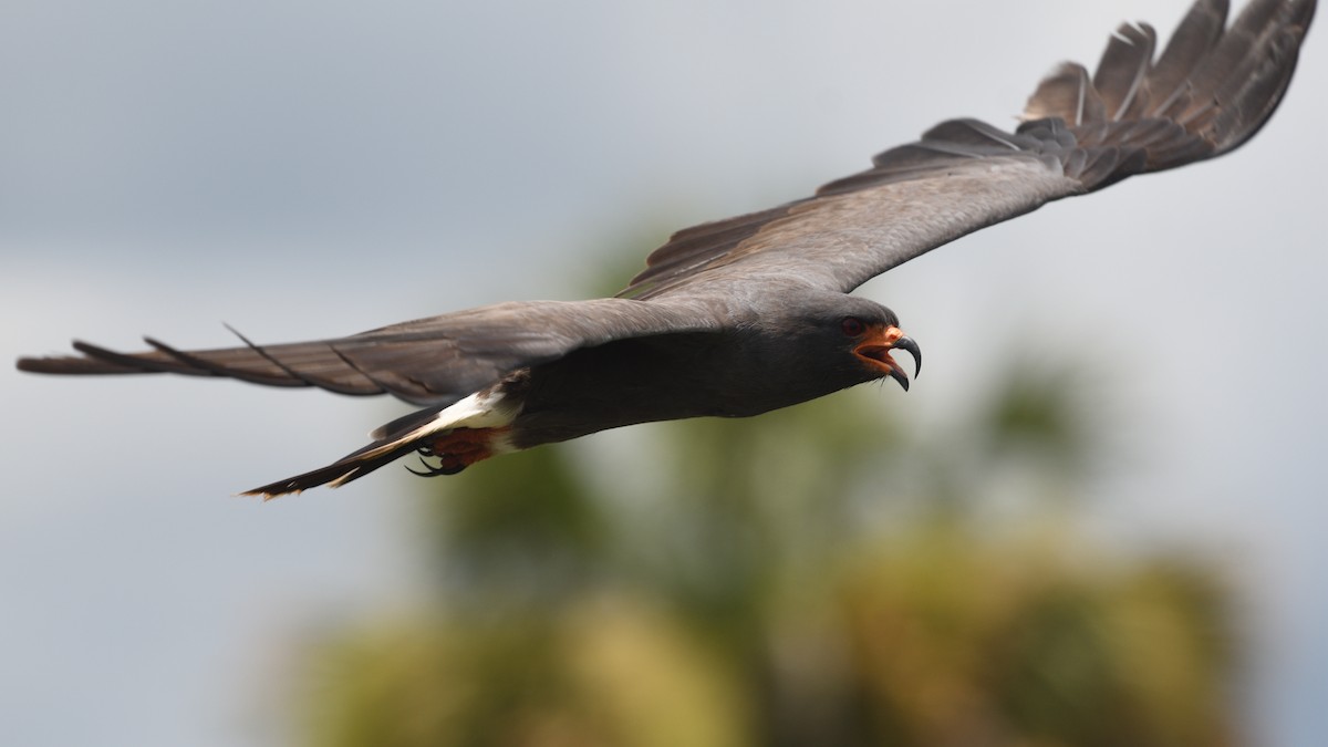 Snail Kite - Shane Carroll