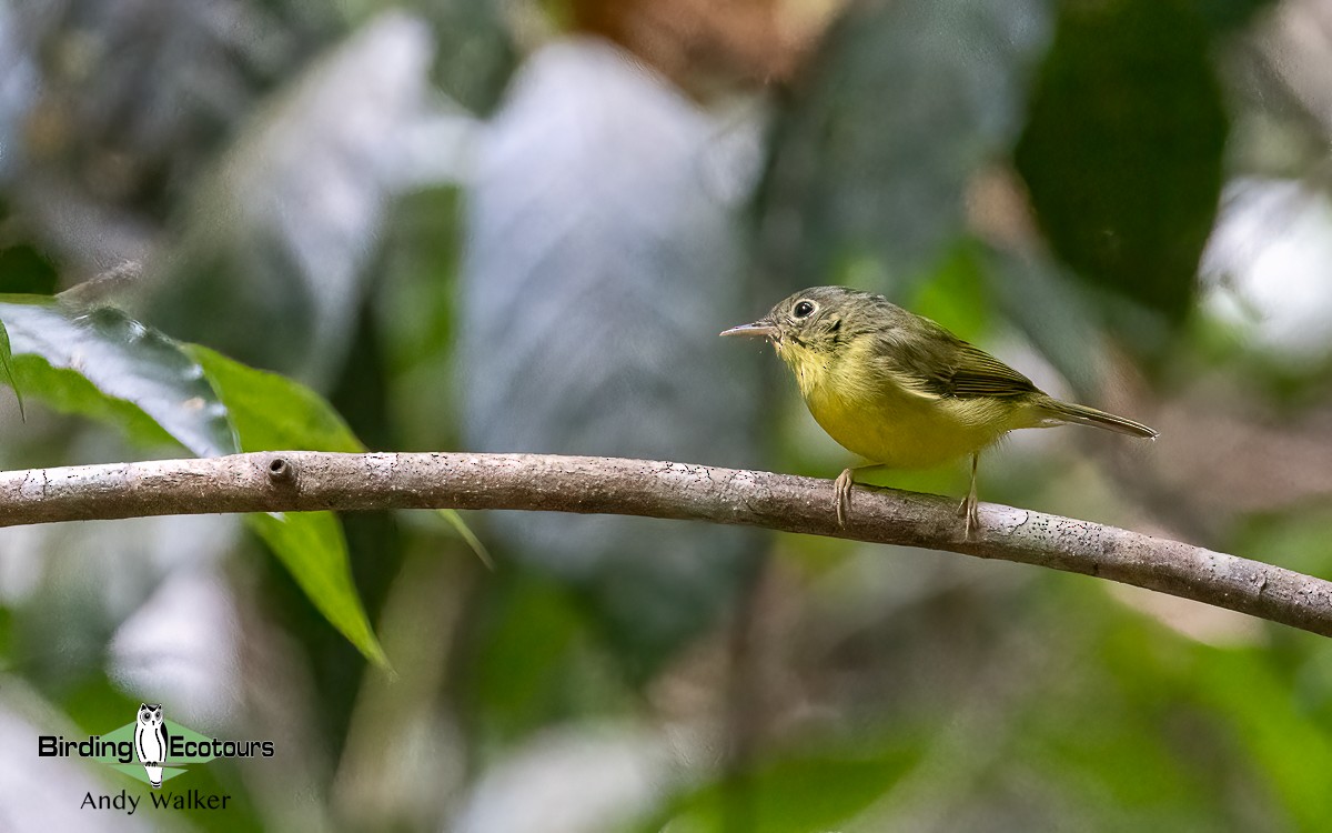 Alström's Warbler - Andy Walker - Birding Ecotours