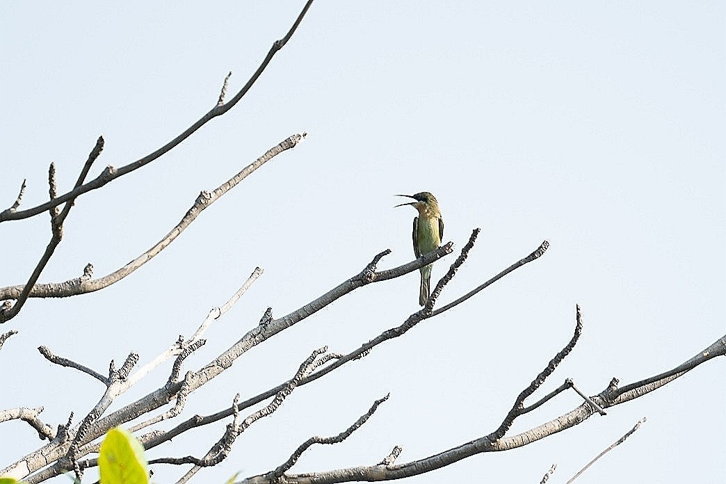 Blue-tailed Bee-eater - ML620740611