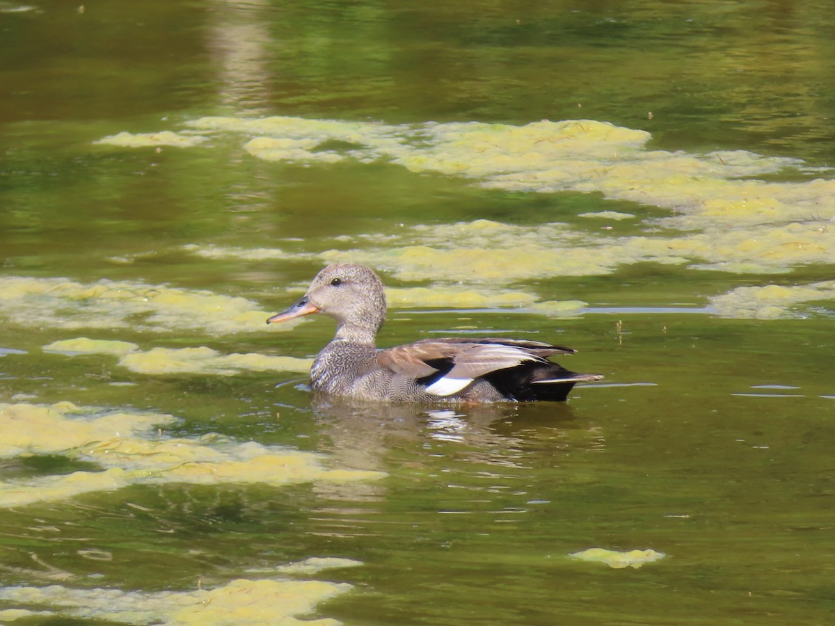 Gadwall - ML620740616