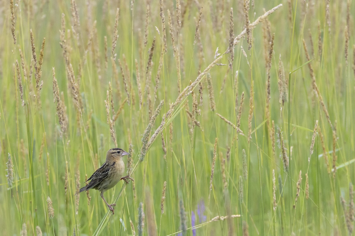 bobolink - ML620740618