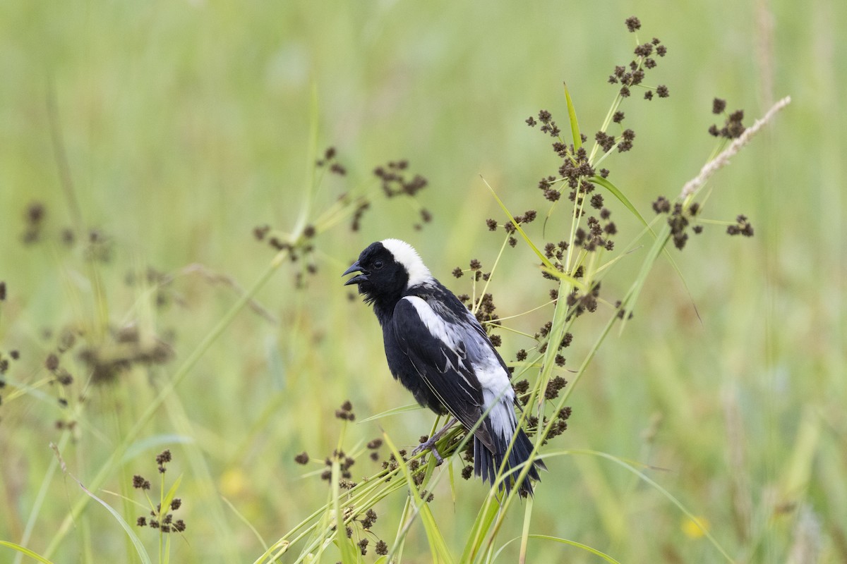 bobolink - ML620740620