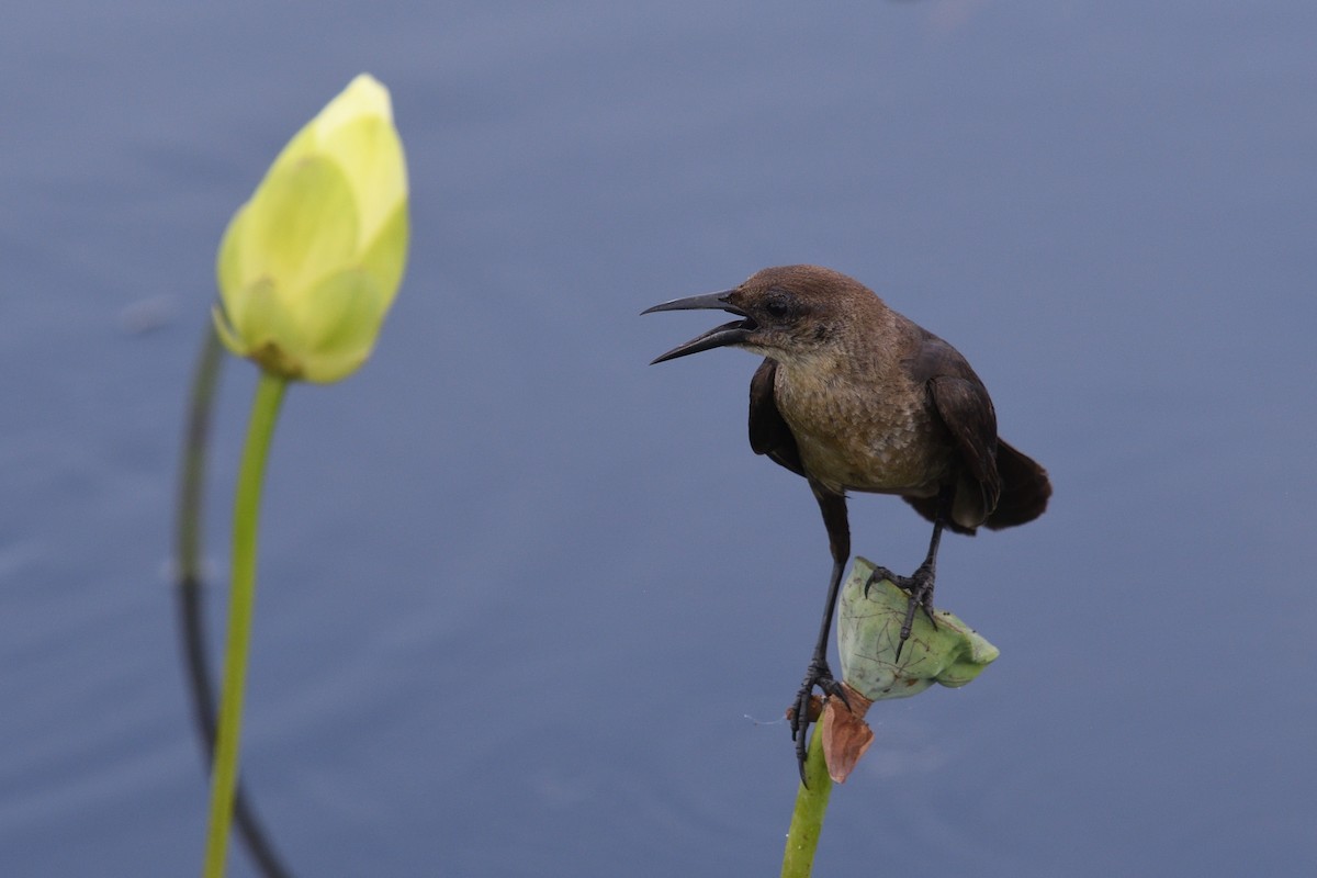 Boat-tailed Grackle - ML620740622