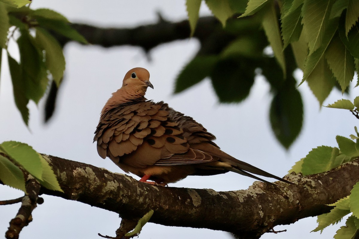 Mourning Dove - ML620740623