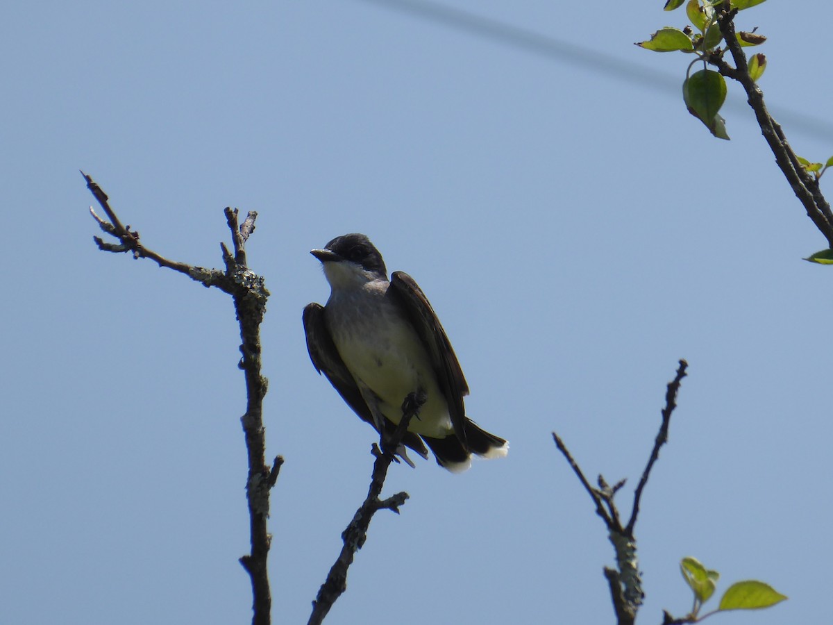 Eastern Kingbird - ML620740625