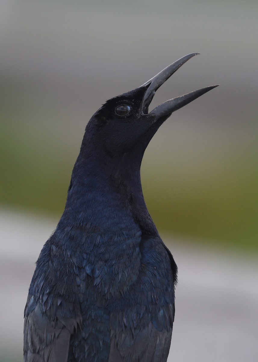 Boat-tailed Grackle - ML620740626
