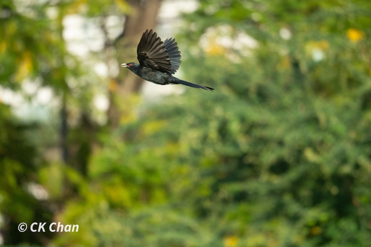 Asian Koel - Chee Keong Chan