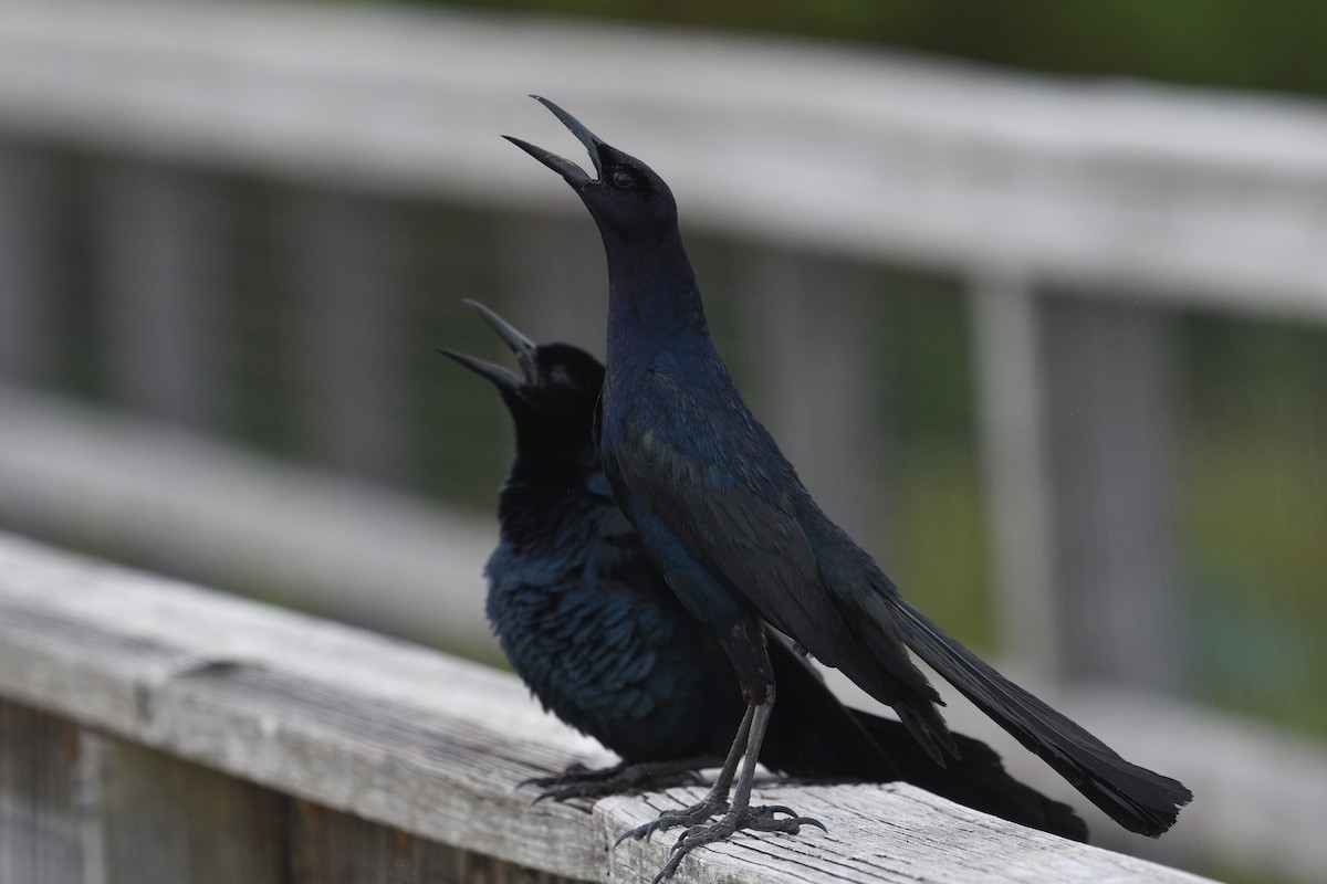 Boat-tailed Grackle - ML620740631
