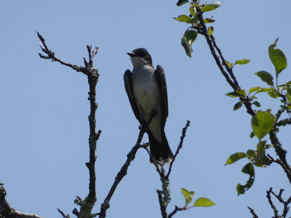 Schieferrücken-Königstyrann - ML620740632