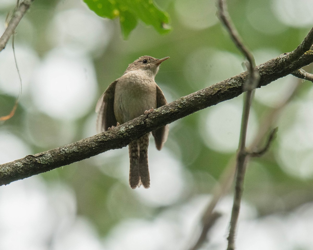 House Wren - ML620740633