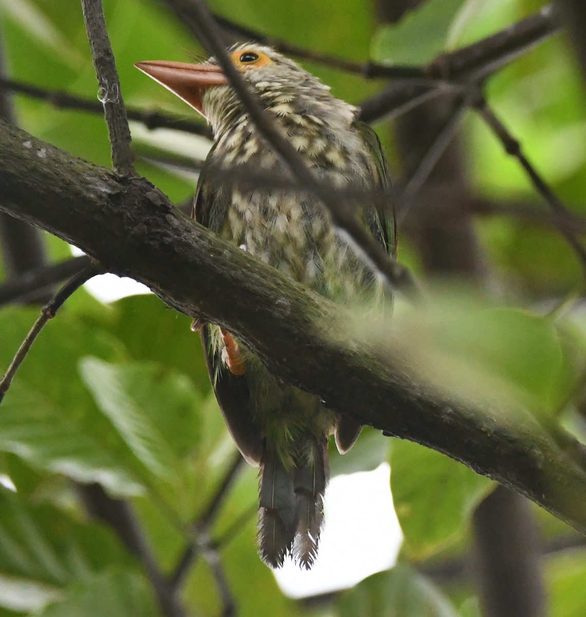 Lineated Barbet - ML620740634