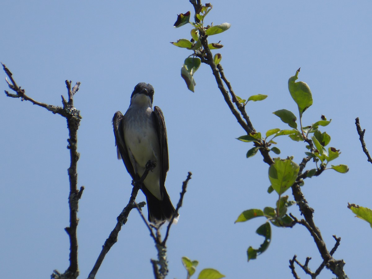 Schieferrücken-Königstyrann - ML620740636