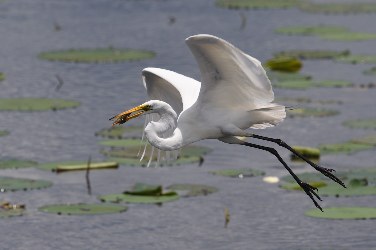 Great Egret - ML620740640