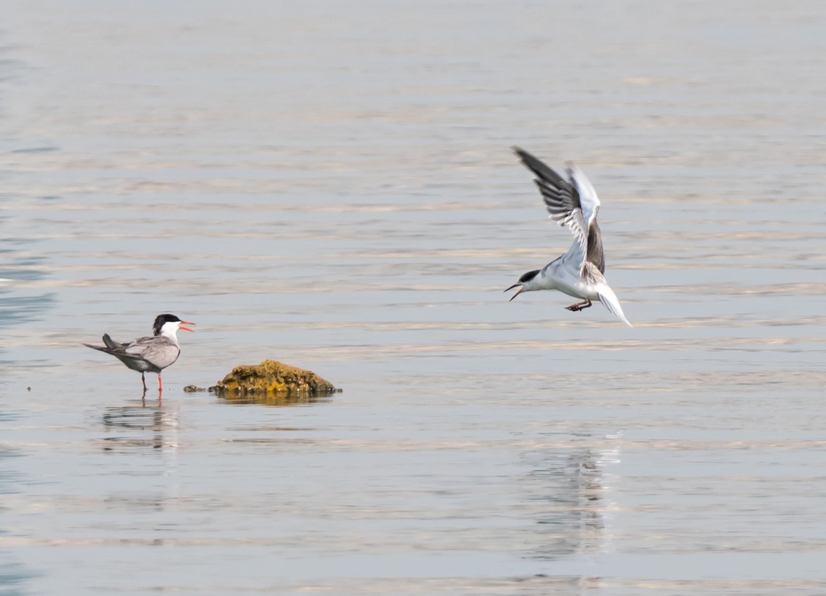 White-cheeked Tern - ML620740643