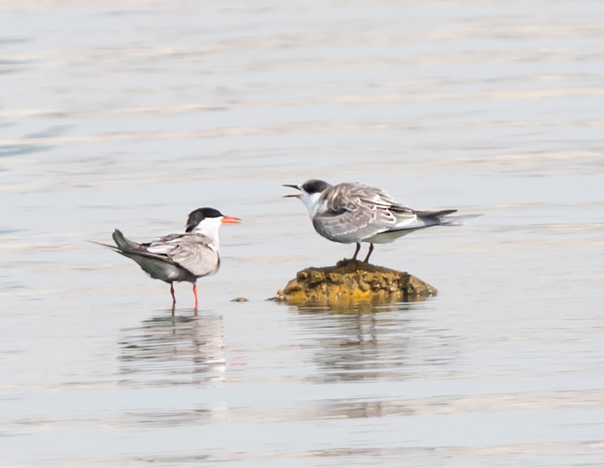 White-cheeked Tern - ML620740645