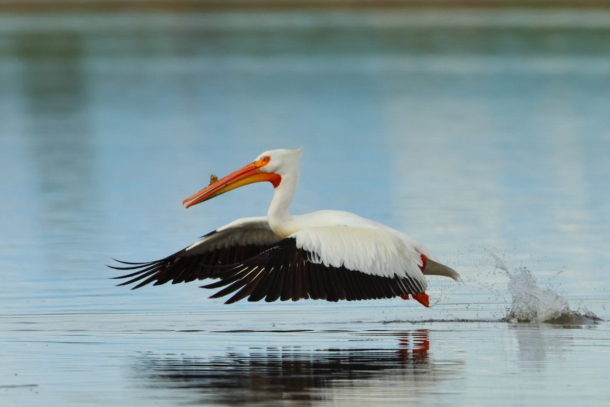 American White Pelican - Serge Rivard