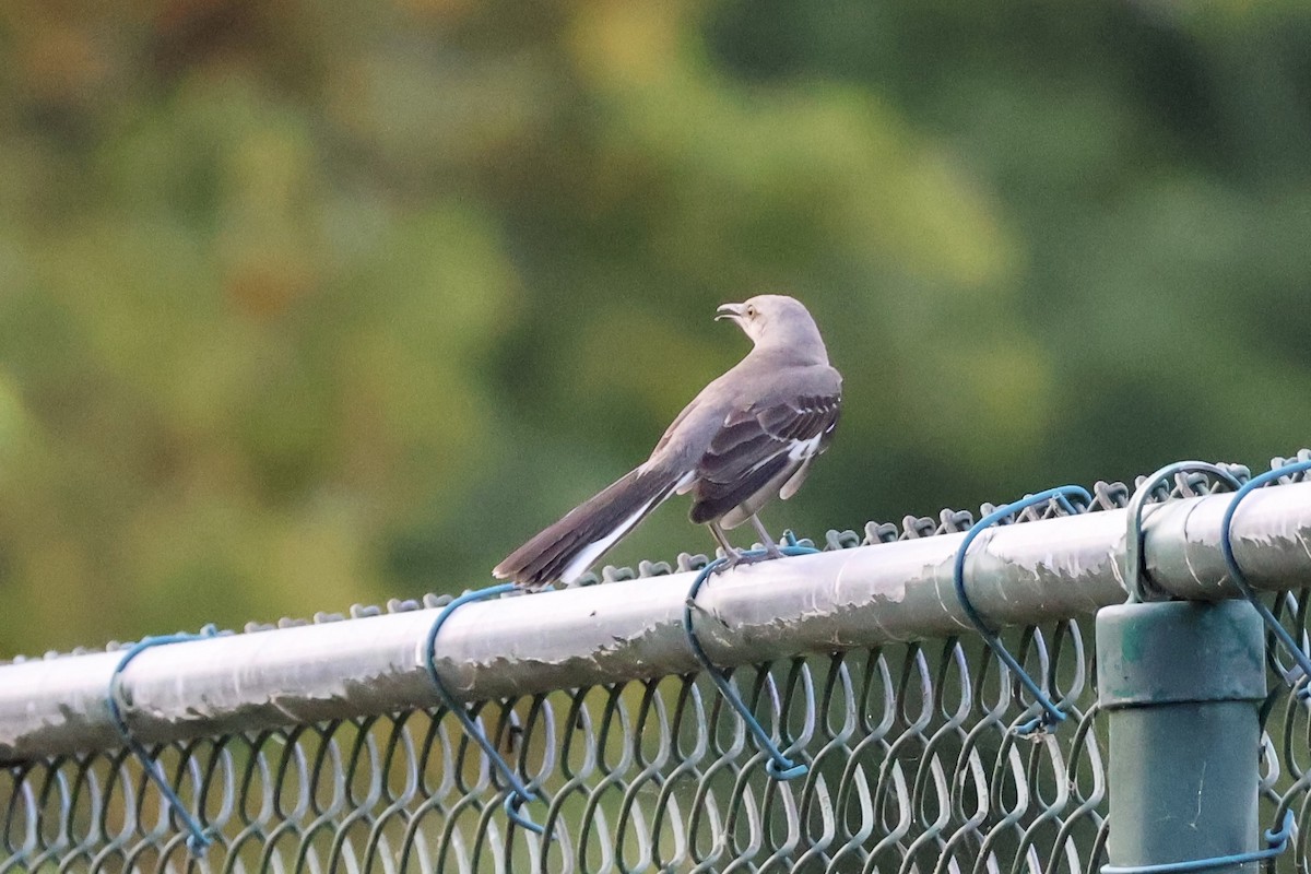 Northern Mockingbird - ML620740658