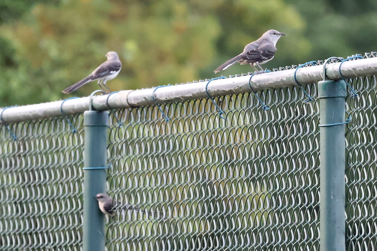 Northern Mockingbird - ML620740659