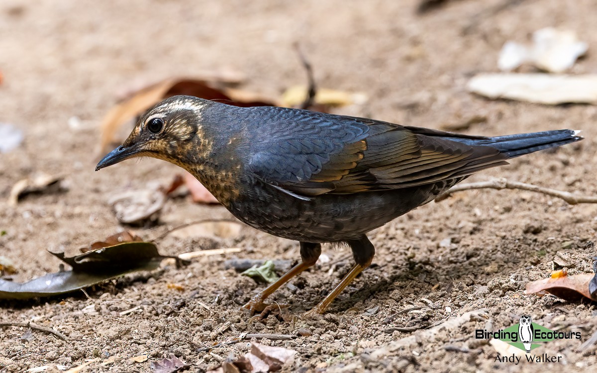 Siberian Thrush - ML620740662