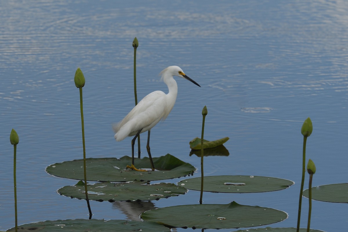 Snowy Egret - ML620740665