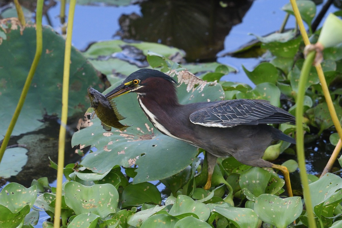 Green Heron - ML620740670