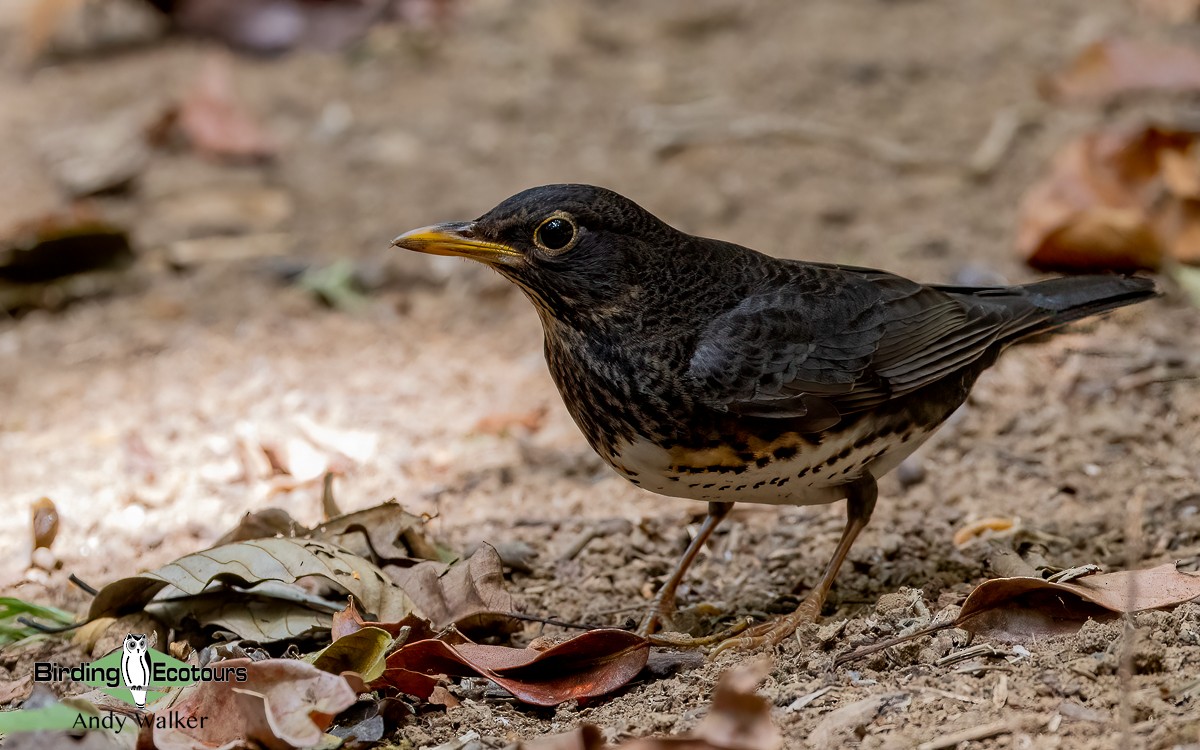 Japanese Thrush - ML620740671